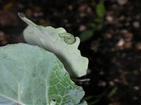 Square Foot Garden Inchworm