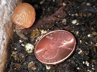 Square Foot Garden Mushroom