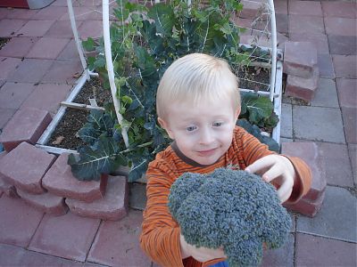 Quinan harvesting broccoli